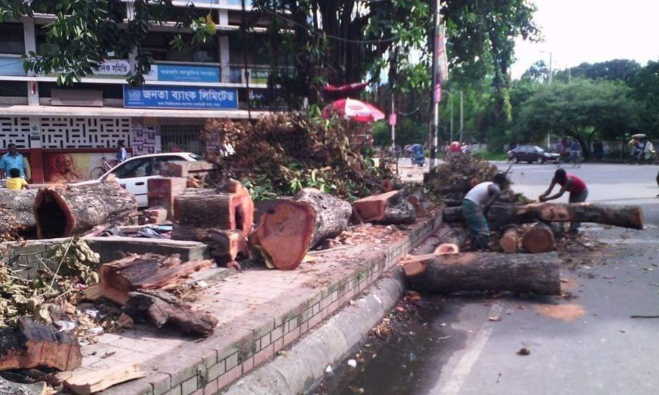 টিএসসির গাছ কাটা হচ্ছে।